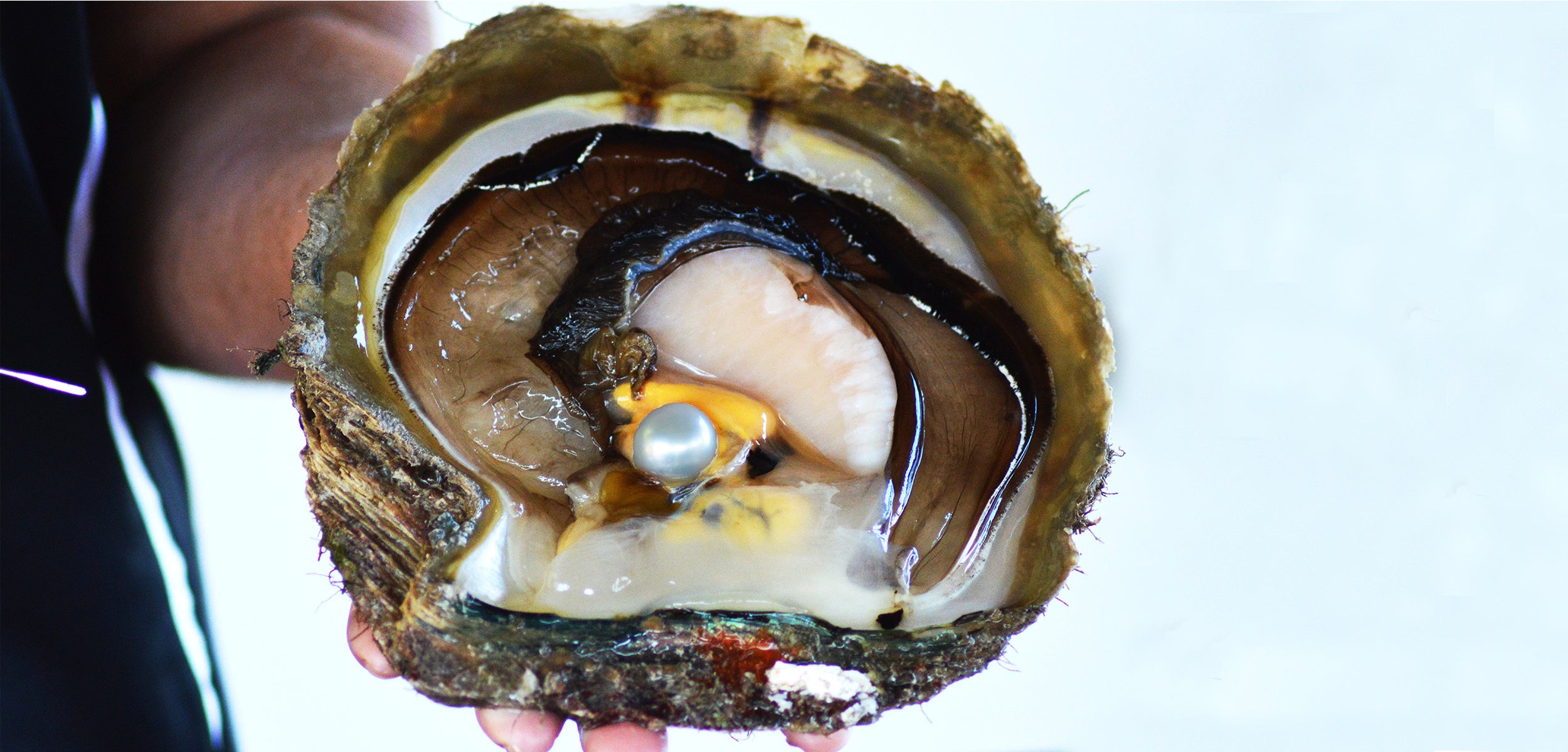 A close-up view of a Pinctada maxima oyster, revealing its inner soft tissue and a lustrous silver white Australian South Sea pearl nestled inside.