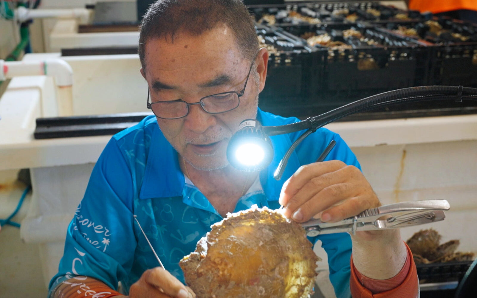 A pearling technician seeding a Pinctada maxima oyster in the pearl oyster nursery at the Willie Creek Pearl Farm in Broome. 