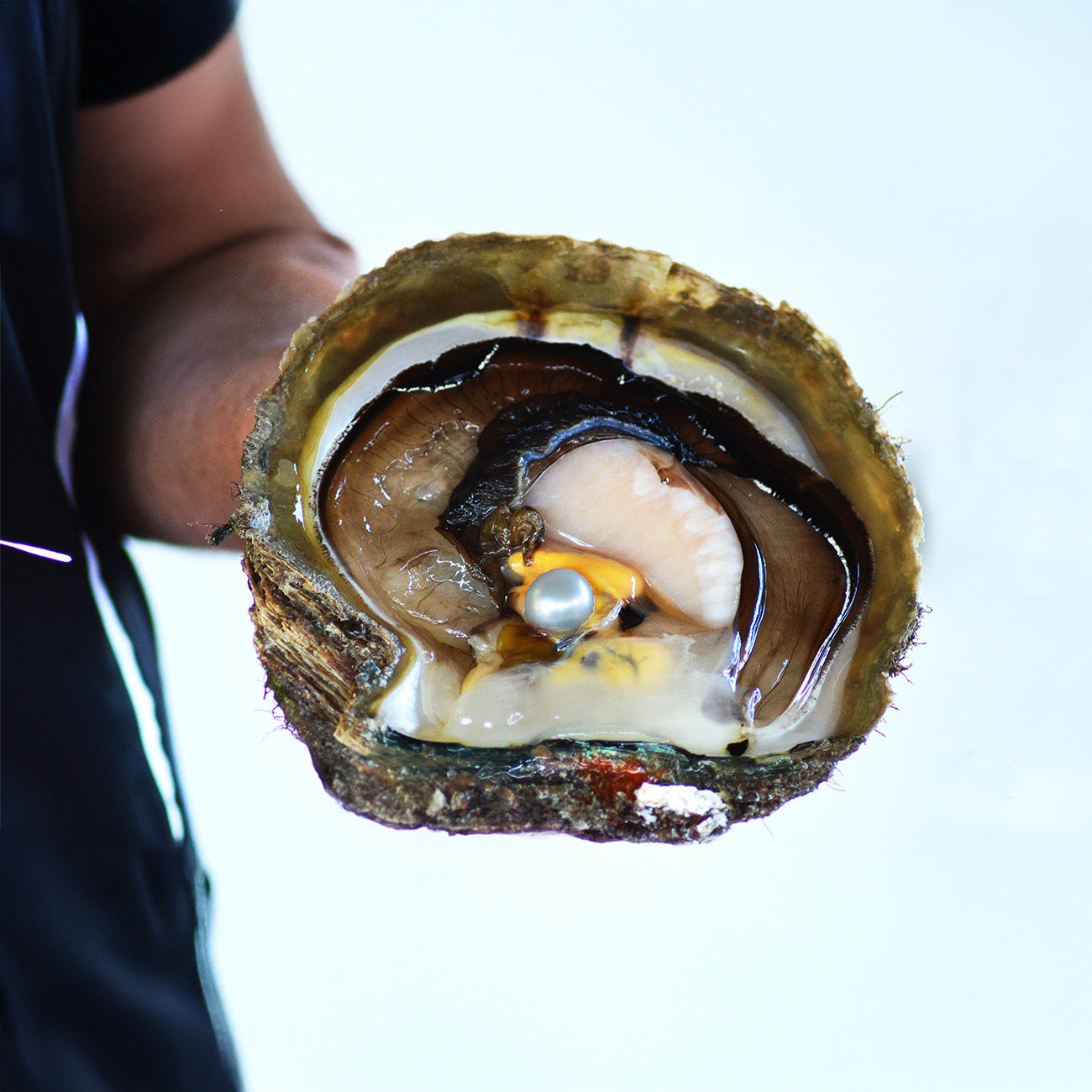 A man holding an open Pinctada maxima oyster, revealing its inner soft tissue and a lustrous silver white Australian South Sea pearl nestled inside.